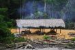 Cutting Down the Rain Forest