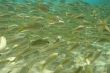 Shoal of Fish