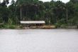 Cutting Down the Rain Forest