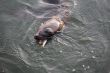 Sea Lion