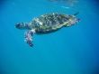 Sea Turtle
