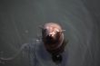 Sea Lion