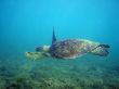 Sea Turtle