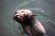 Sea Lion