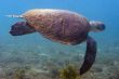 Sea Turtle