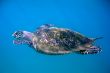 Sea Turtle