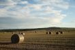Hay Field