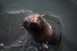 Sea Lion