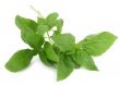 fresh basil leaves on white background