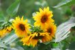 Sunflowers in the Field