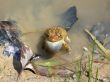 Toad in a Muddy Pond