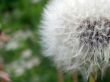 White Dandelion in grass. Summer shot