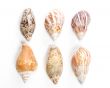 Sea shells