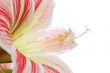 Lilly
