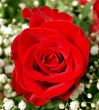 Red rose
