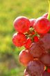 Red grapes