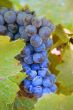 Grape