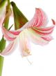 Lilly