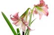 Lilly