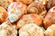 Sea shells