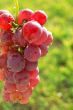 Red grapes
