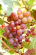 Grape