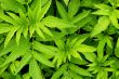 Green leafs