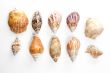 Sea shells