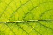 GREEN LEAF BACKGROUND