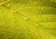 GREEN LEAF BACKGROUND
