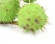 green chestnut on white