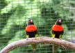 Two Lorikeets