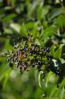 Elder-berry