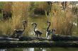 Three funny lemurs