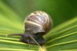 Snail on Leaf