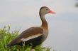 Quack...