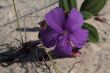 Flower on Sand