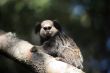 Tamarins