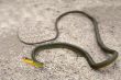 Green Snake