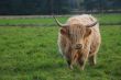 Highland Cattle