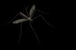 Mosquito