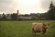 Highland Cattle