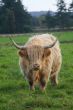 Highland Cattle