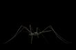 Mosquito
