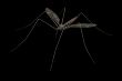 Mosquito