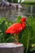 Scarlet Ibis