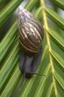 Snail on Leaf