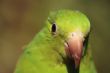 Green Parrot