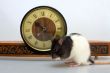 Rat and clock