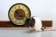 Rat and clock